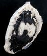 Petrified Palmwood Slab From Indonesia - x inches #3601-2